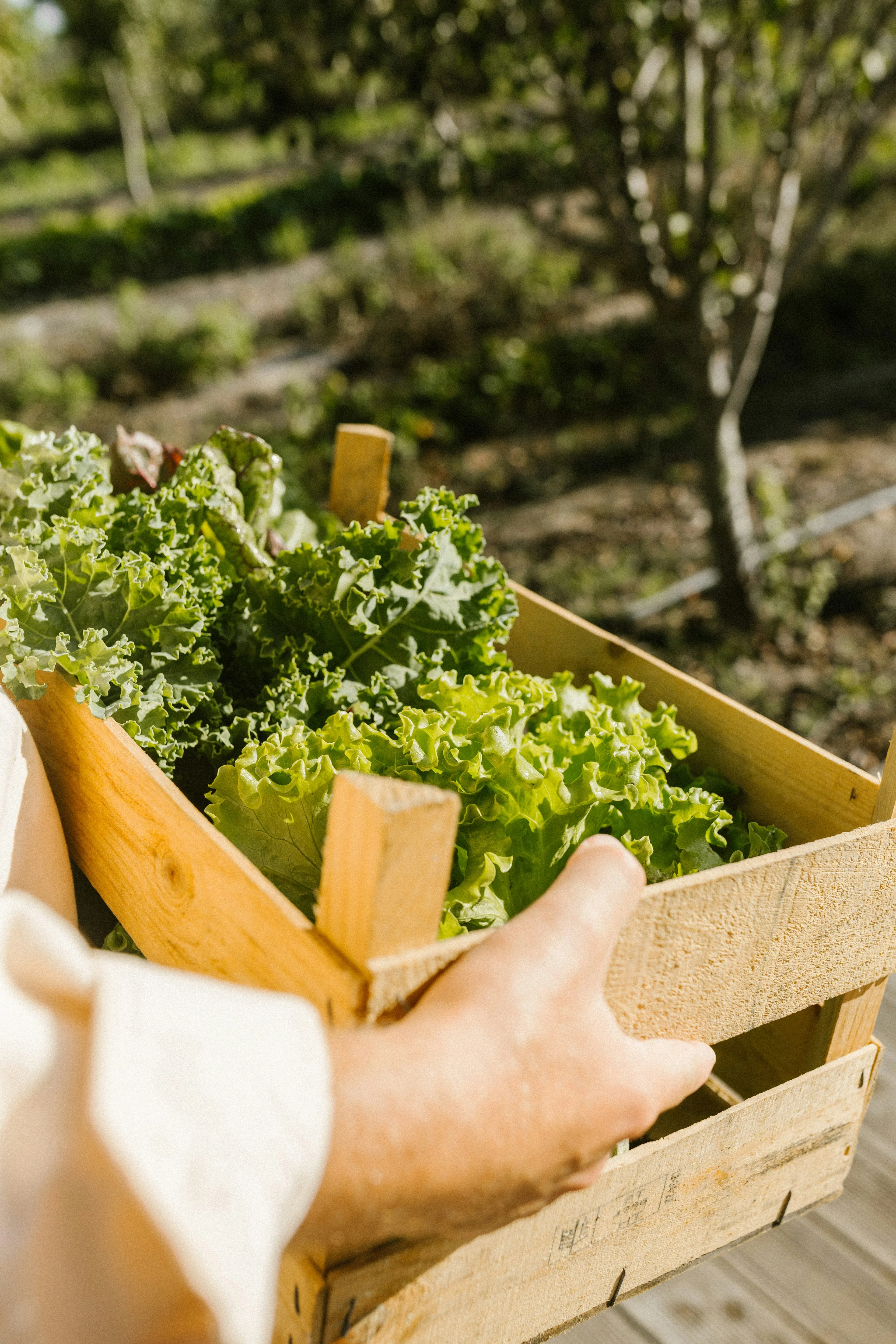 Freshly harvested produce being carried in a wooden crate
