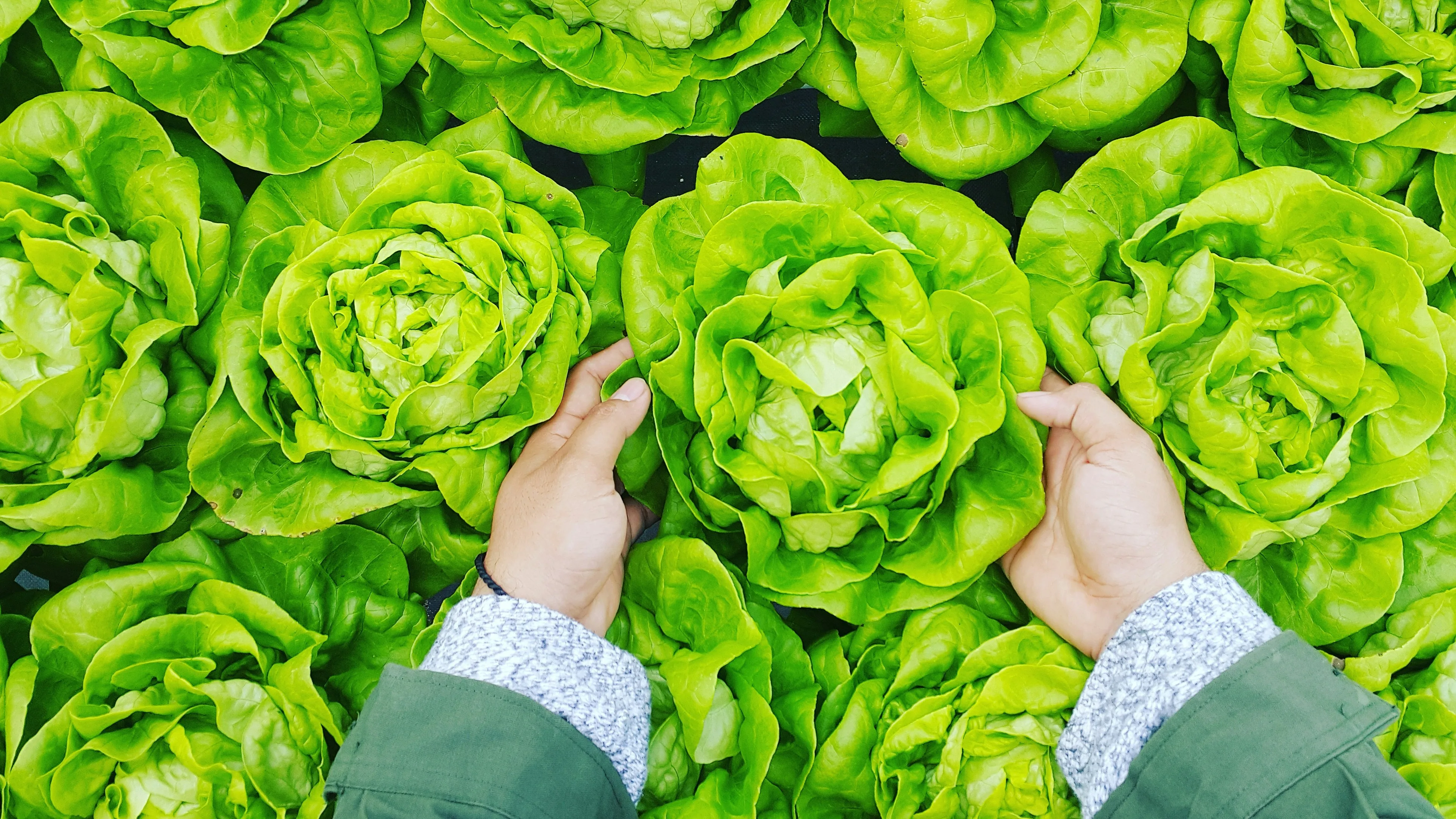 Inspecting freshly harvested leafy greens for quality